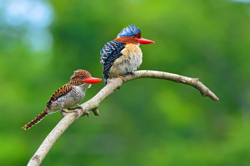 Cheap Web Hosting for the Birds